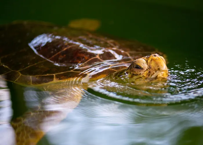 Βίλα Grand Yasar 2 Okcular